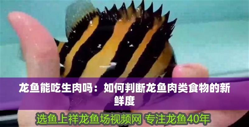 龍魚能吃生肉嗎：如何判斷龍魚肉類食物的新鮮度