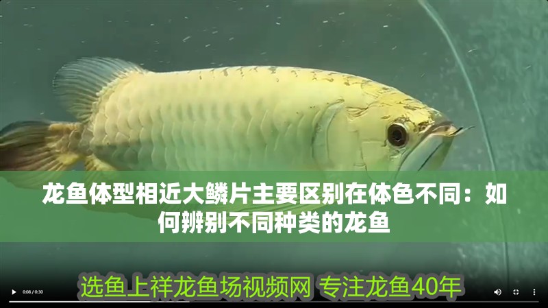 龍魚體型相近大鱗片主要區別在體色不同：如何辨別不同種類的龍魚