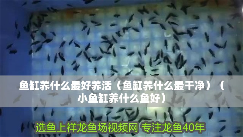 魚缸用增氧泵價(jià)格是多少:魚缸增氧機(jī)-xtrac增氧機(jī)-xtrac增氧機(jī) 魚缸養(yǎng)什么最好養(yǎng)活(魚缸養(yǎng)什么最干凈)(小魚缸養(yǎng)什么魚好) 魚缸百科 魚缸養(yǎng)什么最好養(yǎng)活(魚缸養(yǎng)什么最干凈)(小魚缸養(yǎng)什么魚好) 魚缸養(yǎng)什么最好養(yǎng)活(魚缸養(yǎng)什么最干凈)(小魚缸養(yǎng)什么魚好) 魚缸百科