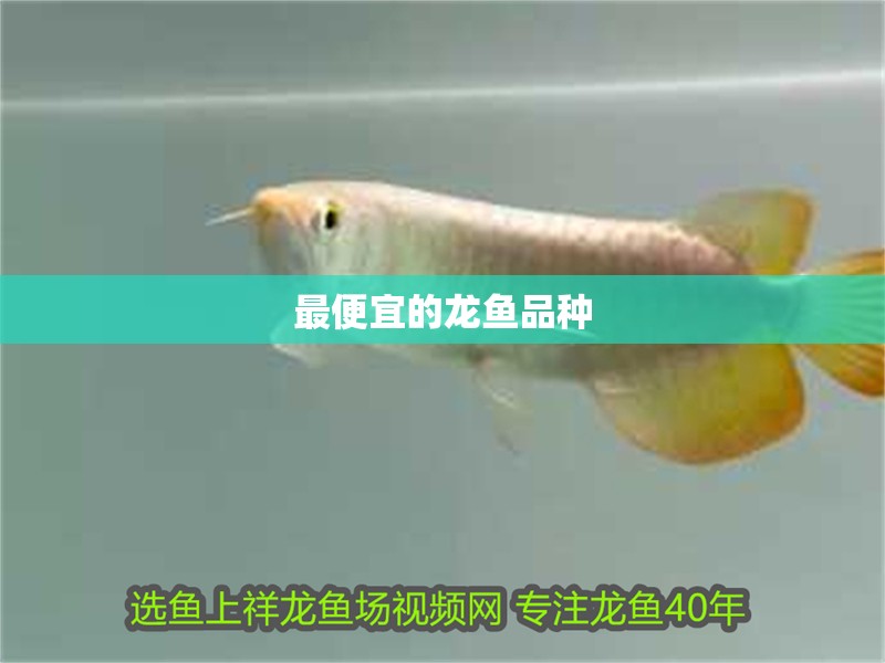 最便宜的龍魚品種