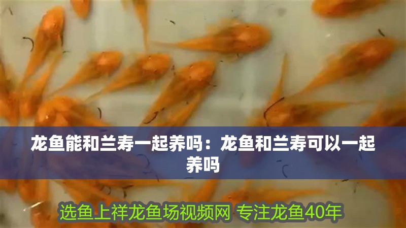 魚缸用增氧泵價格是多少:魚缸增氧機(jī)-xtrac增氧機(jī)-xtrac增氧機(jī) 龍魚能和蘭壽一起養(yǎng)嗎:龍魚和蘭壽可以一起養(yǎng)嗎 龍魚百科 龍魚能和蘭壽一起養(yǎng)嗎:龍魚和蘭壽可以一起養(yǎng)嗎 龍魚能和蘭壽一起養(yǎng)嗎:龍魚和蘭壽可以一起養(yǎng)嗎 龍魚百科