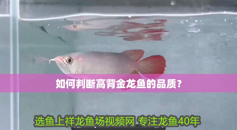如何判斷高背金龍魚的品質？
