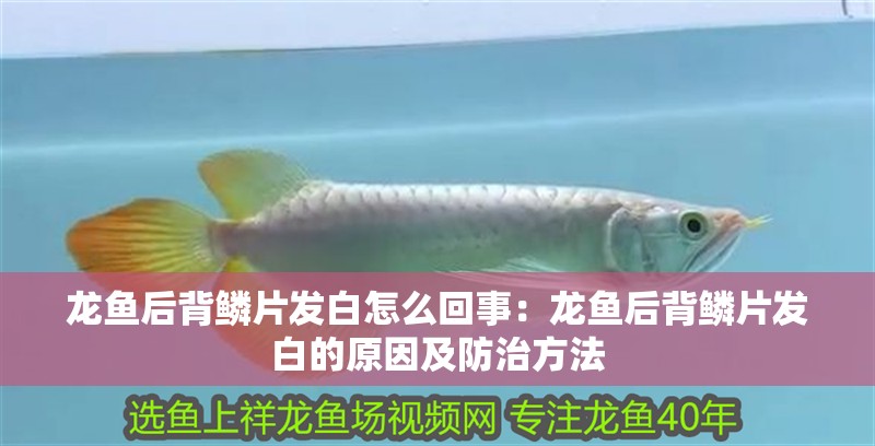 龍魚后背鱗片發(fā)白怎么回事：龍魚后背鱗片發(fā)白的原因及防治方法