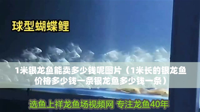 1米銀龍魚能賣多少錢呢圖片（1米長的銀龍魚價格多少錢一條銀龍魚多少錢一條）