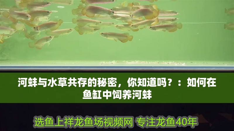 河蚌與水草共存的秘密，你知道嗎？：如何在魚缸中飼養河蚌