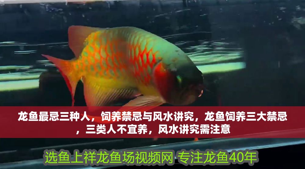 龍魚最忌三種人，飼養禁忌與風水講究，龍魚飼養三大禁忌，三類人不宜養，風水講究需注意