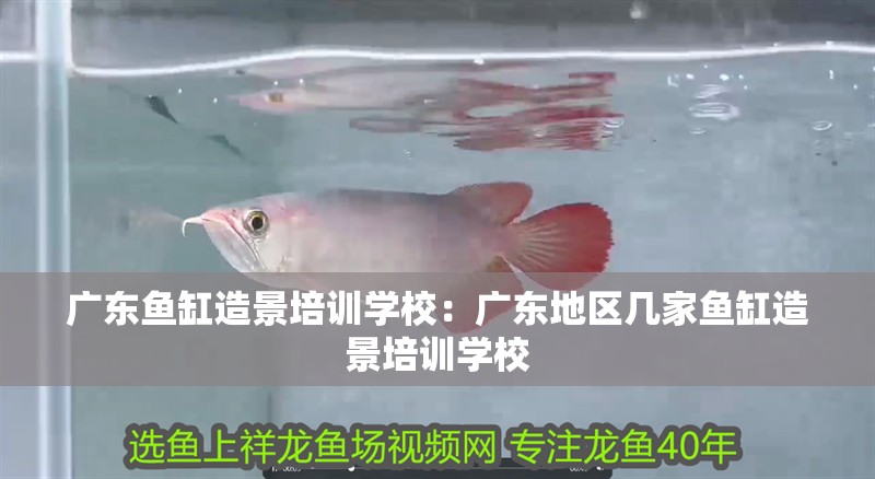 廣東魚缸造景培訓學校：廣東地區幾家魚缸造景培訓學校