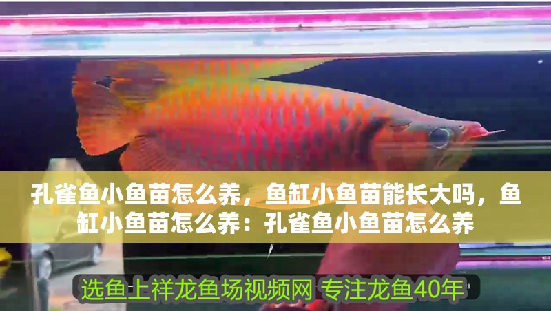 孔雀魚小魚苗怎么養，魚缸小魚苗能長大嗎，魚缸小魚苗怎么養：孔雀魚小魚苗怎么養