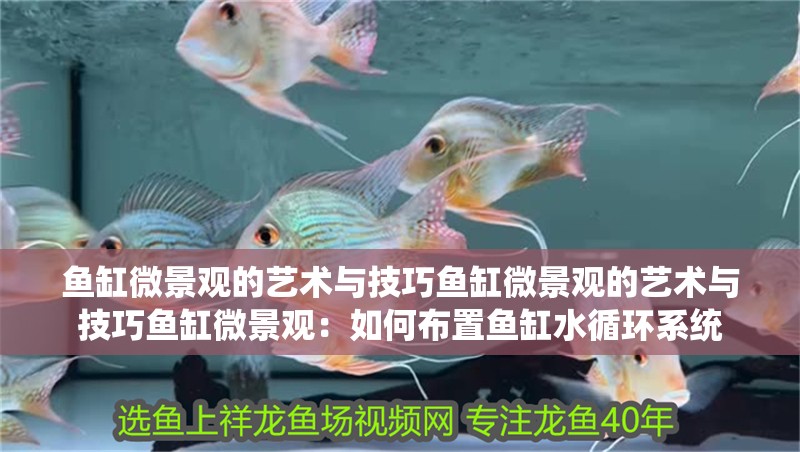 魚缸微景觀的藝術與技巧魚缸微景觀的藝術與技巧魚缸微景觀：如何布置魚缸水循環系統 魚缸微景觀的藝術與技巧魚缸微景觀的藝術與技巧魚缸微景觀：如何布置魚缸水循環系統 魚缸百科