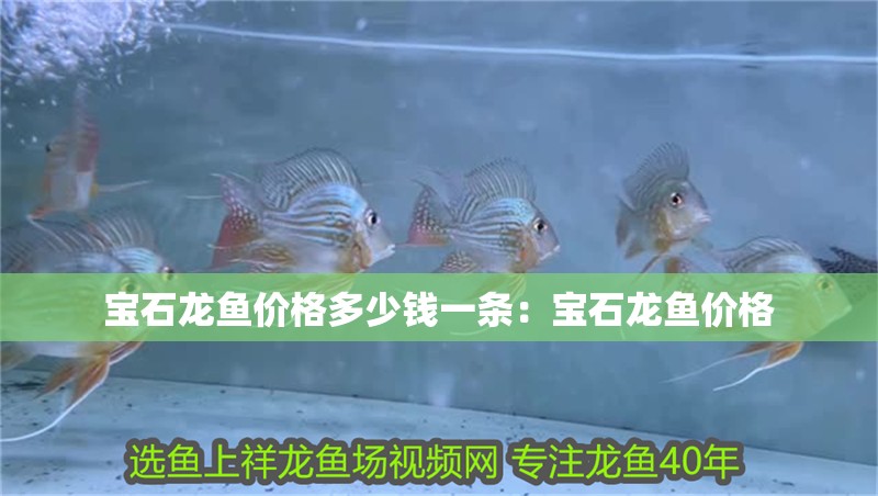 寶石龍魚價(jià)格多少錢一條：寶石龍魚價(jià)格 寶石龍魚價(jià)格多少錢一條：寶石龍魚價(jià)格 龍魚百科