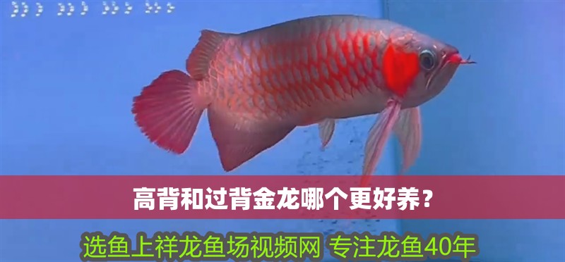 高背和過背金龍哪個(gè)更好養(yǎng)？