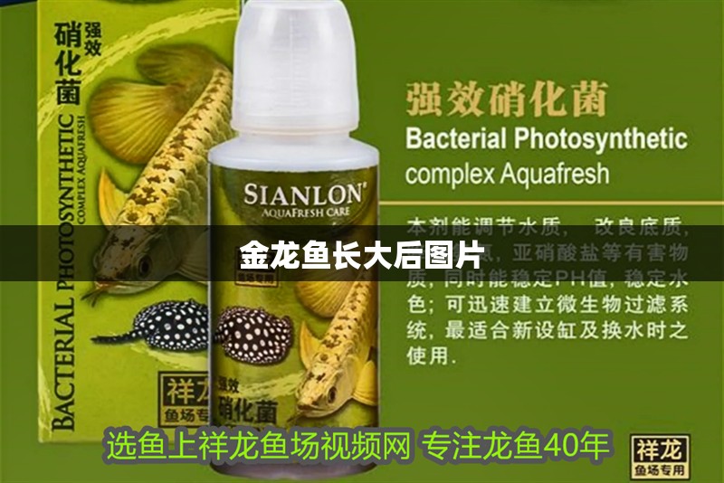 金龍魚長大后圖片