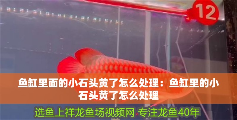 魚缸里面的小石頭黃了怎么處理：魚缸里的小石頭黃了怎么處理 魚缸里面的小石頭黃了怎么處理：魚缸里的小石頭黃了怎么處理 魚缸百科