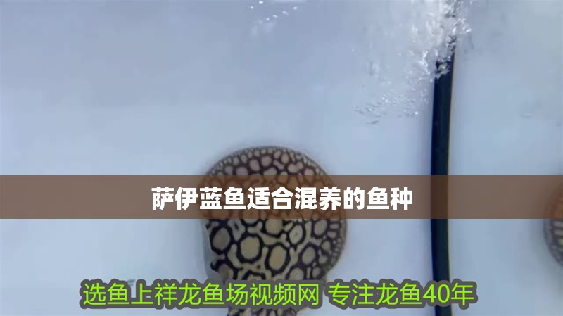 薩伊藍魚適合混養的魚種