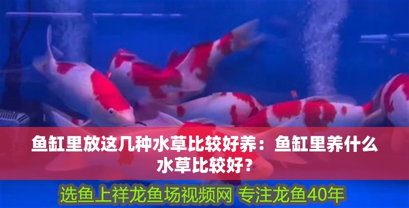 魚缸里放這幾種水草比較好養(yǎng)：魚缸里養(yǎng)什么水草比較好？