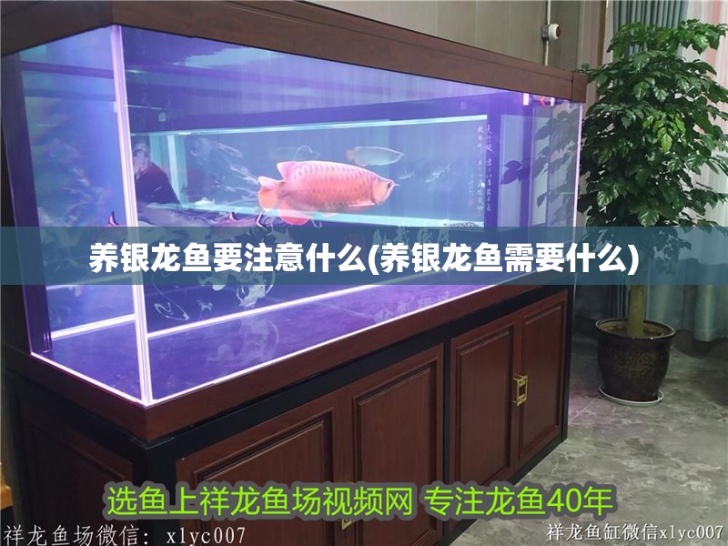 養銀龍魚要注意什么(養銀龍魚需要什么) 養銀龍魚要注意什么(養銀龍魚需要什么) 銀龍魚百科