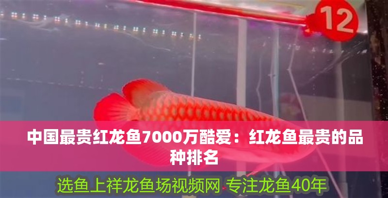 中國(guó)最貴紅龍魚(yú)7000萬(wàn)酷愛(ài)：紅龍魚(yú)最貴的品種排名