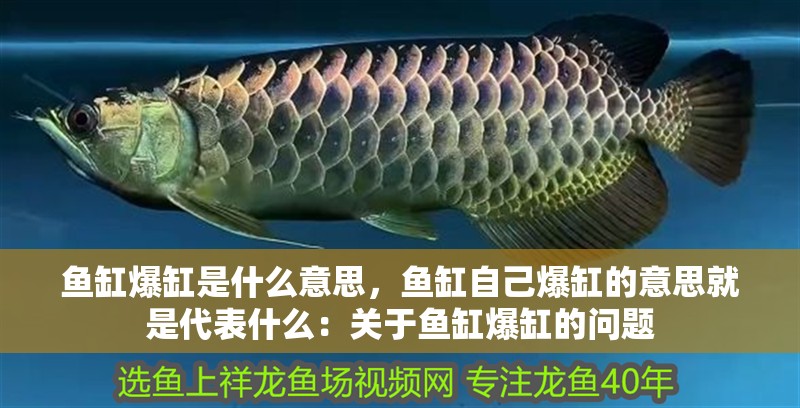 魚缸爆缸是什么意思，魚缸自己爆缸的意思就是代表什么：關于魚缸爆缸的問題