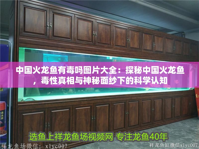 中國火龍魚有毒嗎圖片大全：探秘中國火龍魚，毒性真相與神秘面紗下的科學認知