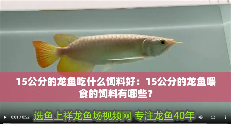 15公分的龍魚吃什么飼料好：15公分的龍魚喂食的飼料有哪些？