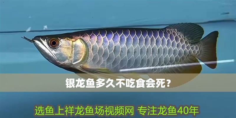 銀龍魚多久不吃食會死？