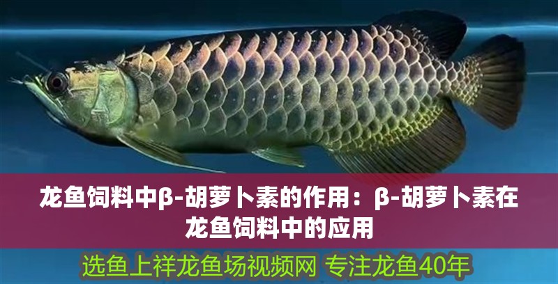魚缸用增氧泵價格是多少:魚缸增氧機-xtrac增氧機-xtrac增氧機 龍魚飼料中β-胡蘿卜素的作用:β-胡蘿卜素在龍魚飼料中的應用 龍魚百科 龍魚飼料中β-胡蘿卜素的作用:β-胡蘿卜素在龍魚飼料中的應用 龍魚飼料中β-胡蘿卜素的作用:β-胡蘿卜素在龍魚飼料中的應用 龍魚百科