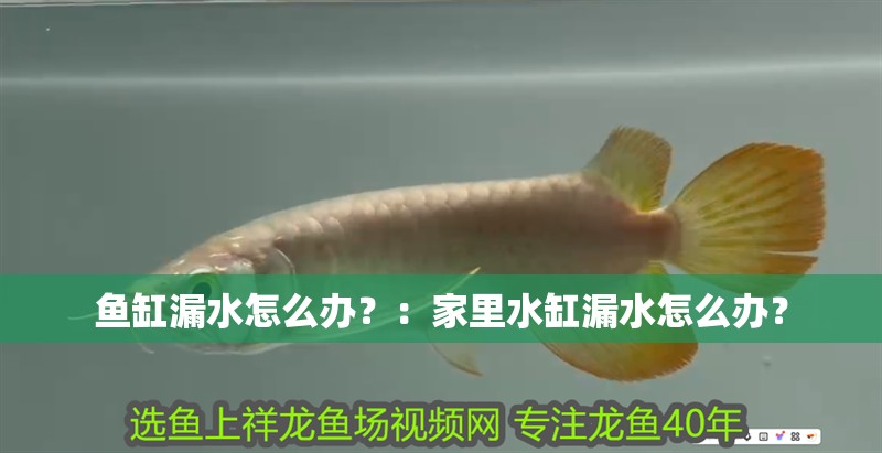 魚缸漏水怎么辦？：家里水缸漏水怎么辦？