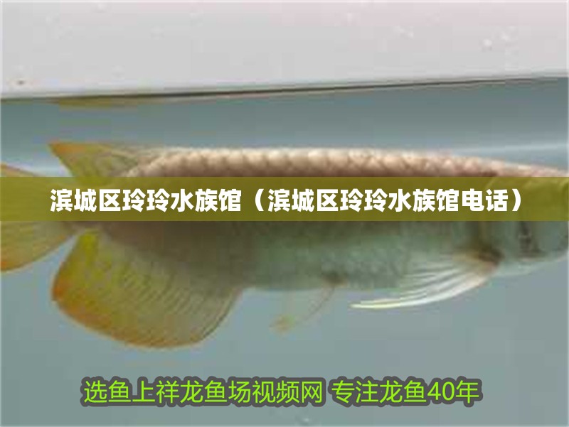 濱城區玲玲水族館（濱城區玲玲水族館電話）