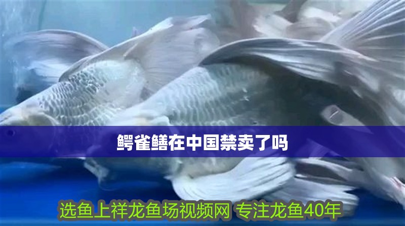 鱷雀鱔在中國禁賣了嗎
