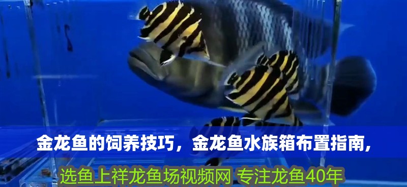 金龍魚的飼養技巧，金龍魚水族箱布置指南,