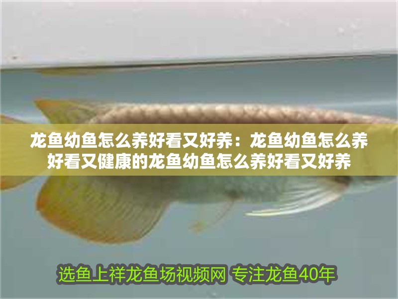 龍魚幼魚怎么養好看又好養：龍魚幼魚怎么養好看又健康的龍魚幼魚怎么養好看又好養