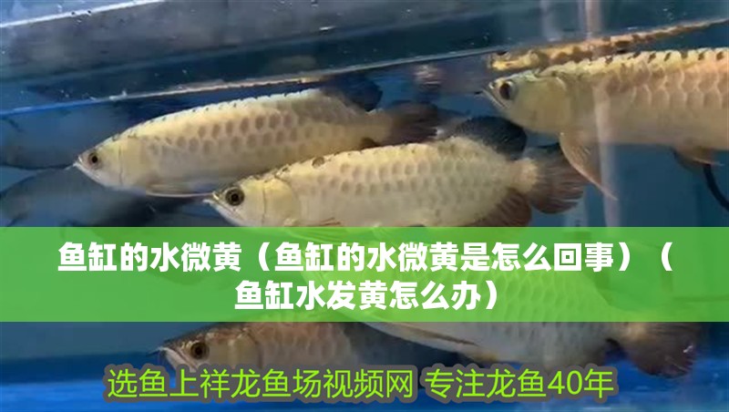 魚缸用增氧泵價格是多少:魚缸增氧機-xtrac增氧機-xtrac增氧機 魚缸的水微黃(魚缸的水微黃是怎么回事)(魚缸水發(fā)黃怎么辦) 魚缸百科 魚缸的水微黃(魚缸的水微黃是怎么回事)(魚缸水發(fā)黃怎么辦) 魚缸的水微黃(魚缸的水微黃是怎么回事)(魚缸水發(fā)黃怎么辦) 魚缸百科
