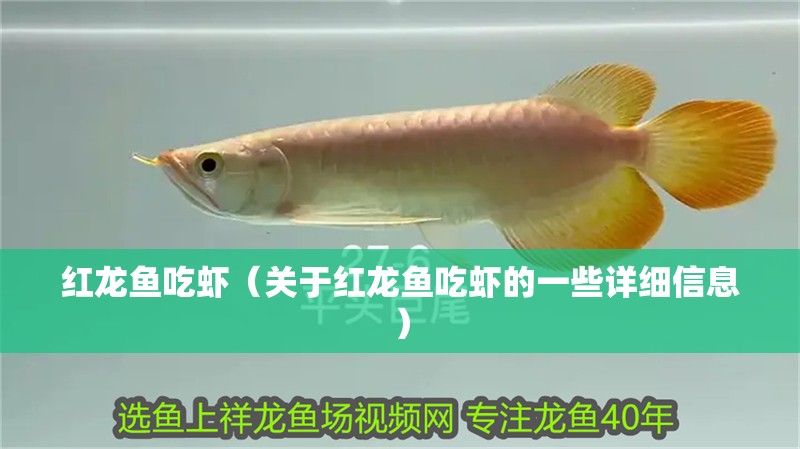 紅龍魚吃蝦（關于紅龍魚吃蝦的一些詳細信息） 紅龍魚吃蝦（關于紅龍魚吃蝦的一些詳細信息） 龍魚百科