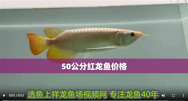 50公分紅龍魚價(jià)格