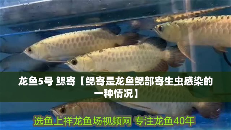 龍魚5號 鰓寄【鰓寄是龍魚鰓部寄生蟲感染的一種情況】