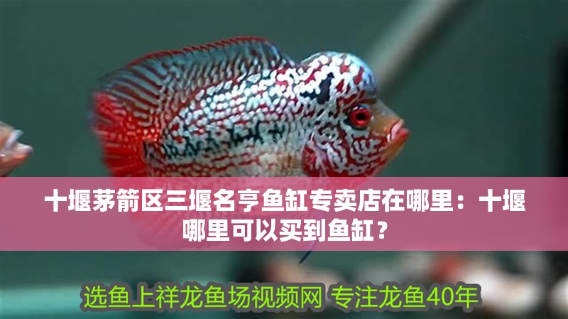 十堰茅箭區三堰名亨魚缸專賣店在哪里：十堰哪里可以買到魚缸？