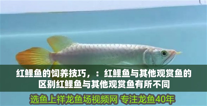 紅鯉魚的飼養技巧，：紅鯉魚與其他觀賞魚的區別紅鯉魚與其他觀賞魚有所不同