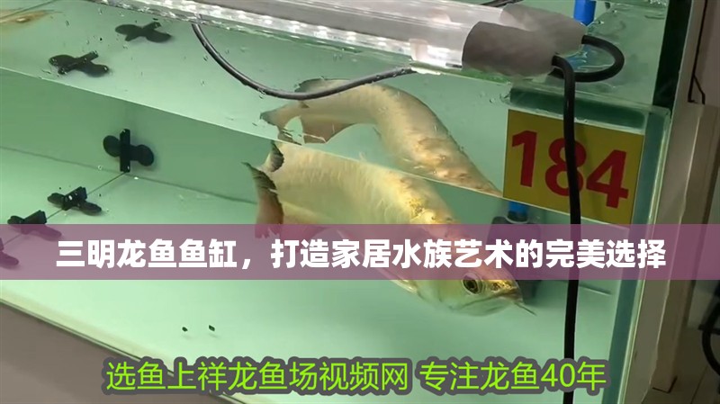 三明龍魚魚缸，打造家居水族藝術(shù)的完美選擇 三明龍魚魚缸，打造家居水族藝術(shù)的完美選擇 魚缸百科