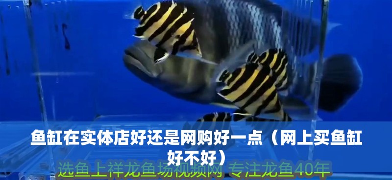 我的虎魚真菌感染了要怎么處理 魚缸在實體店好還是網購好一點(網上買魚缸好不好) 全國水族館企業名錄 魚缸在實體店好還是網購好一點(網上買魚缸好不好) 魚缸在實體店好還是網購好一點(網上買魚缸好不好) 全國水族館企業名錄