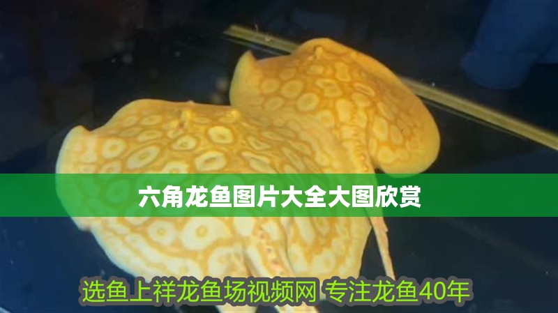 六角龍魚圖片大全大圖欣賞