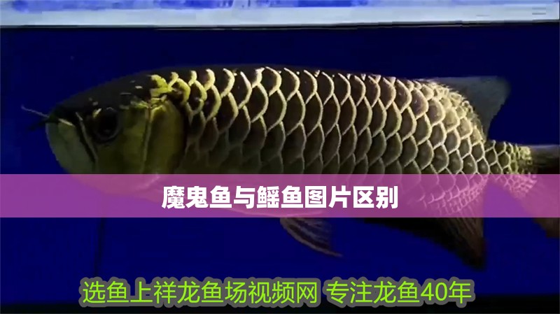新到家的小虎魚(yú) 魔鬼魚(yú)與鰩魚(yú)圖片區(qū)別 龍魚(yú)論壇 魔鬼魚(yú)與鰩魚(yú)圖片區(qū)別 魔鬼魚(yú)與鰩魚(yú)圖片區(qū)別 龍魚(yú)論壇