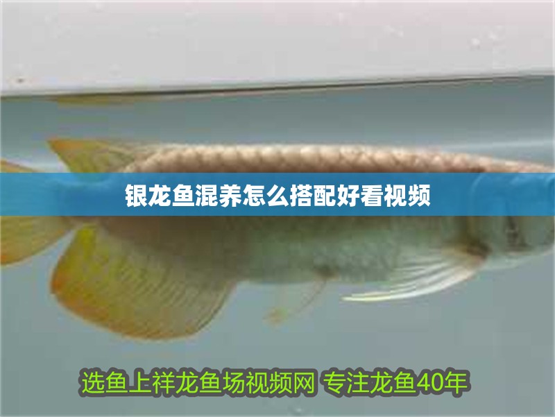 銀龍魚混養怎么搭配好看視頻