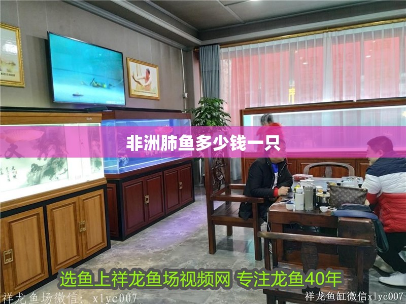 非洲肺魚多少錢一只 非洲肺魚多少錢一只 龍魚論壇