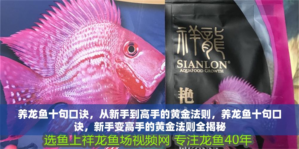養龍魚十句口訣，從新手到高手的黃金法則，養龍魚十句口訣，新手變高手的黃金法則全揭秘