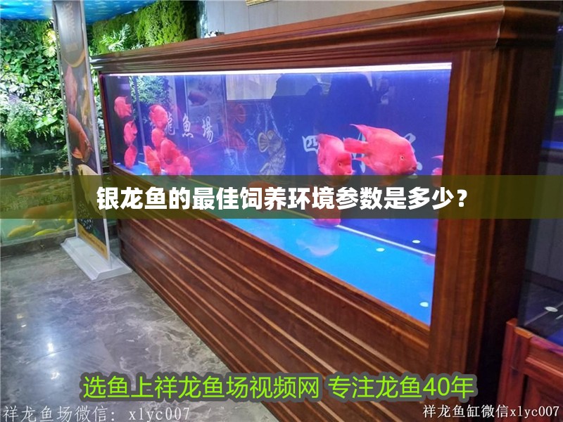 銀龍魚的最佳飼養環境參數是多少？
