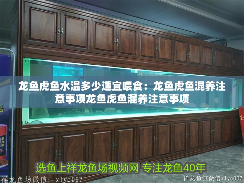 龍魚虎魚水溫多少適宜喂食：龍魚虎魚混養(yǎng)注意事項(xiàng)龍魚虎魚混養(yǎng)注意事項(xiàng)