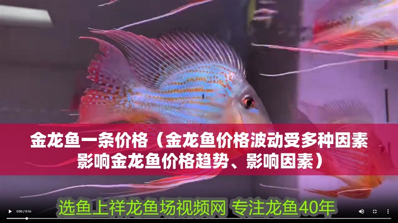 金龍魚一條價(jià)格（金龍魚價(jià)格波動(dòng)受多種因素影響金龍魚價(jià)格趨勢、影響因素）