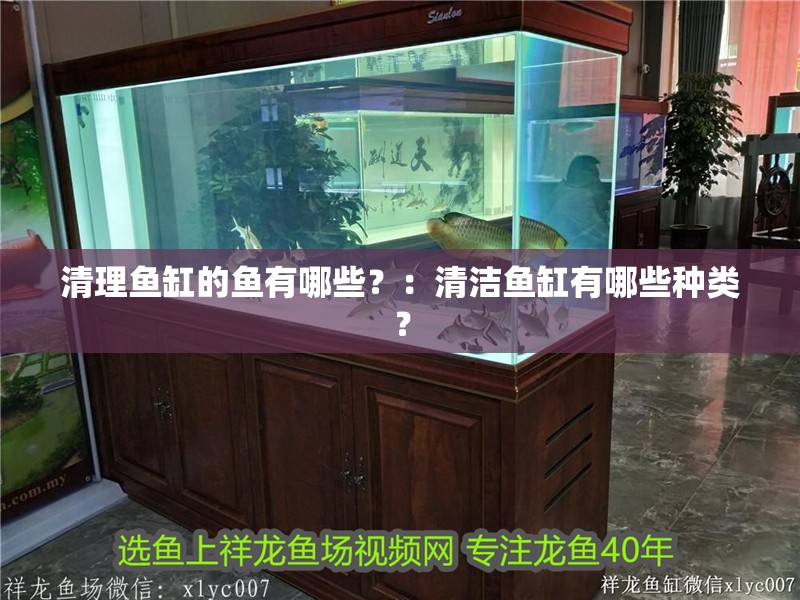 清理魚(yú)缸的魚(yú)有哪些？：清潔魚(yú)缸有哪些種類(lèi)？