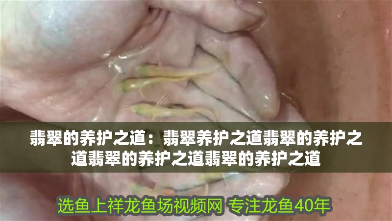 翡翠的養(yǎng)護之道：翡翠養(yǎng)護之道翡翠的養(yǎng)護之道翡翠的養(yǎng)護之道翡翠的養(yǎng)護之道