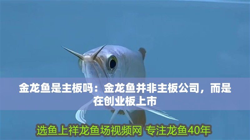 印尼虎魚多少溫度飼養最好:印尼虎魚多少溫度飼養最好印尼虎魚多少溫度飼養最好 金龍魚是主板嗎:金龍魚并非主板公司,而是在創業板上市 龍魚百科 金龍魚是主板嗎:金龍魚并非主板公司,而是在創業板上市 金龍魚是主板嗎:金龍魚并非主板公司,而是在創業板上市 龍魚百科